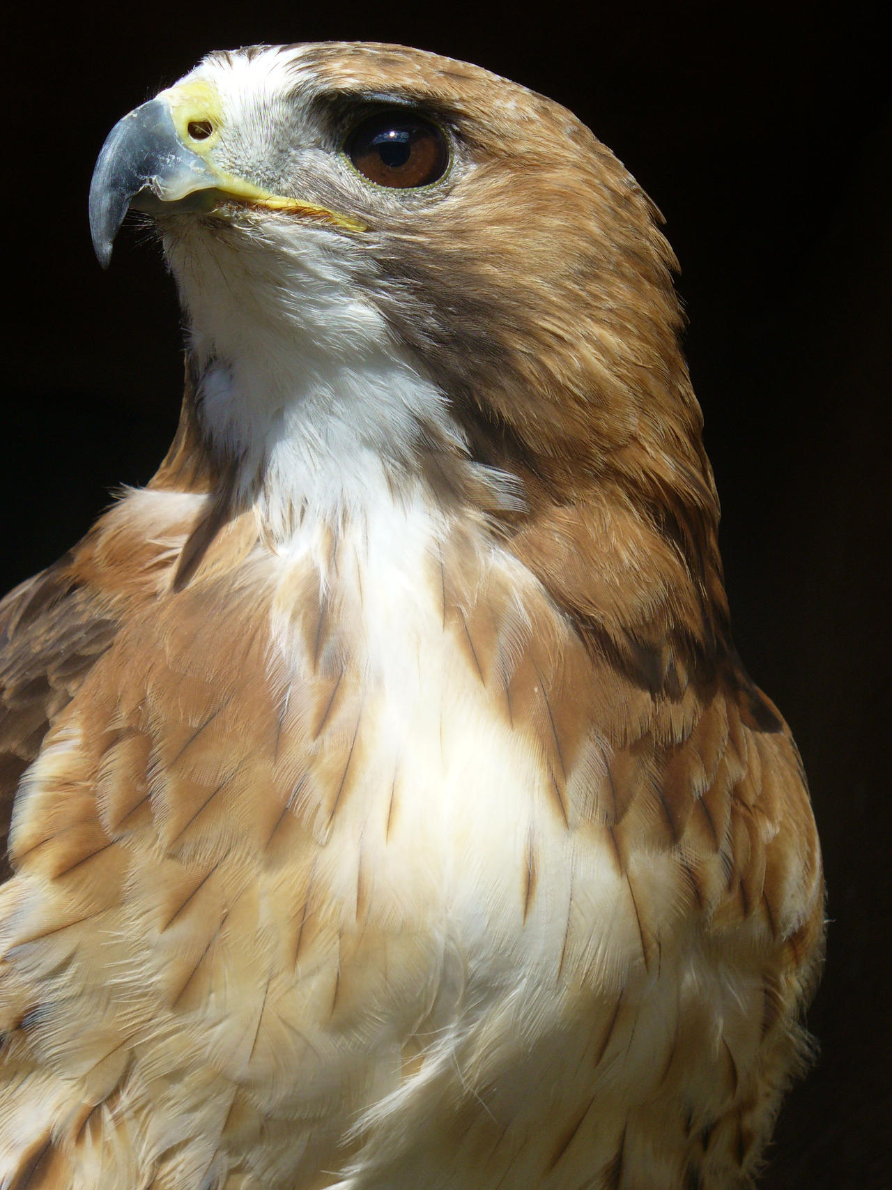 Red-Tailed Hawk