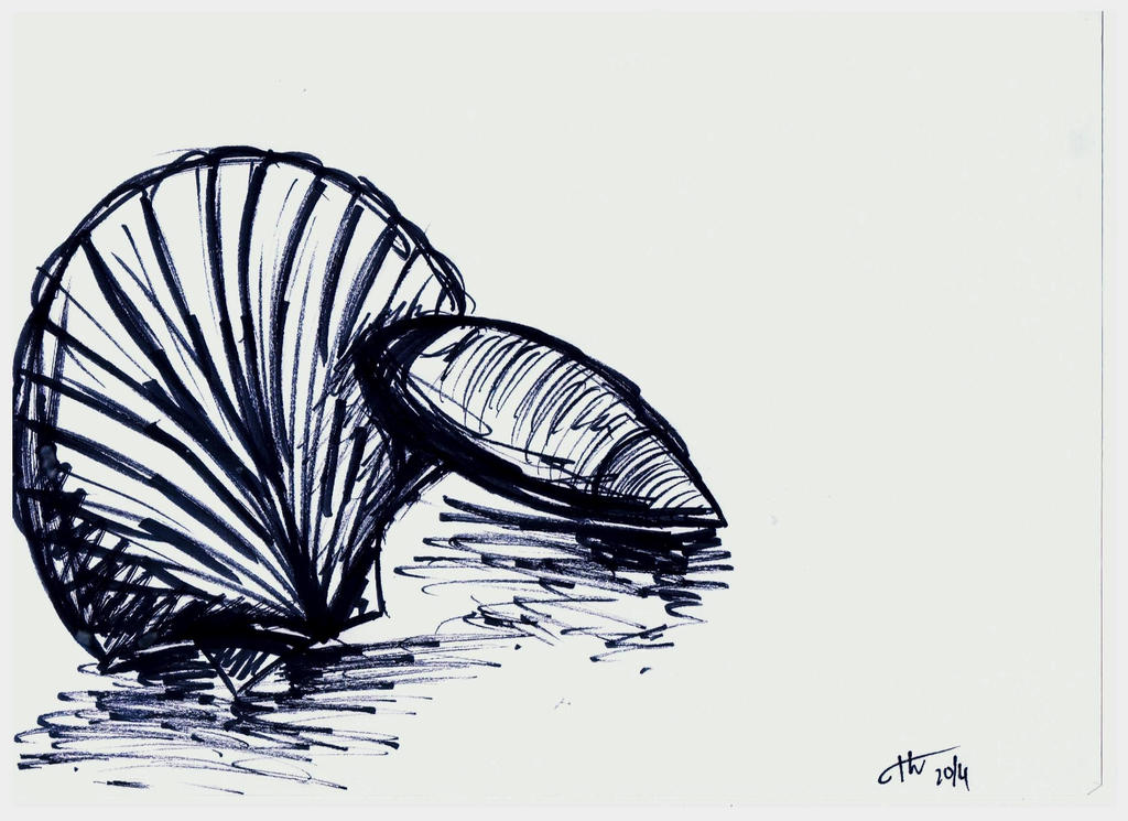 Shells by theweirdwonderz on DeviantArt