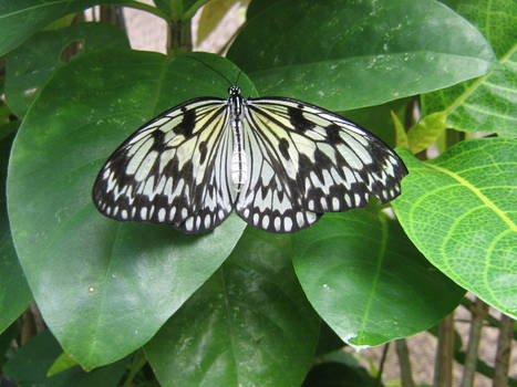 kadsuki- Butterfly