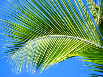 beautiful palm