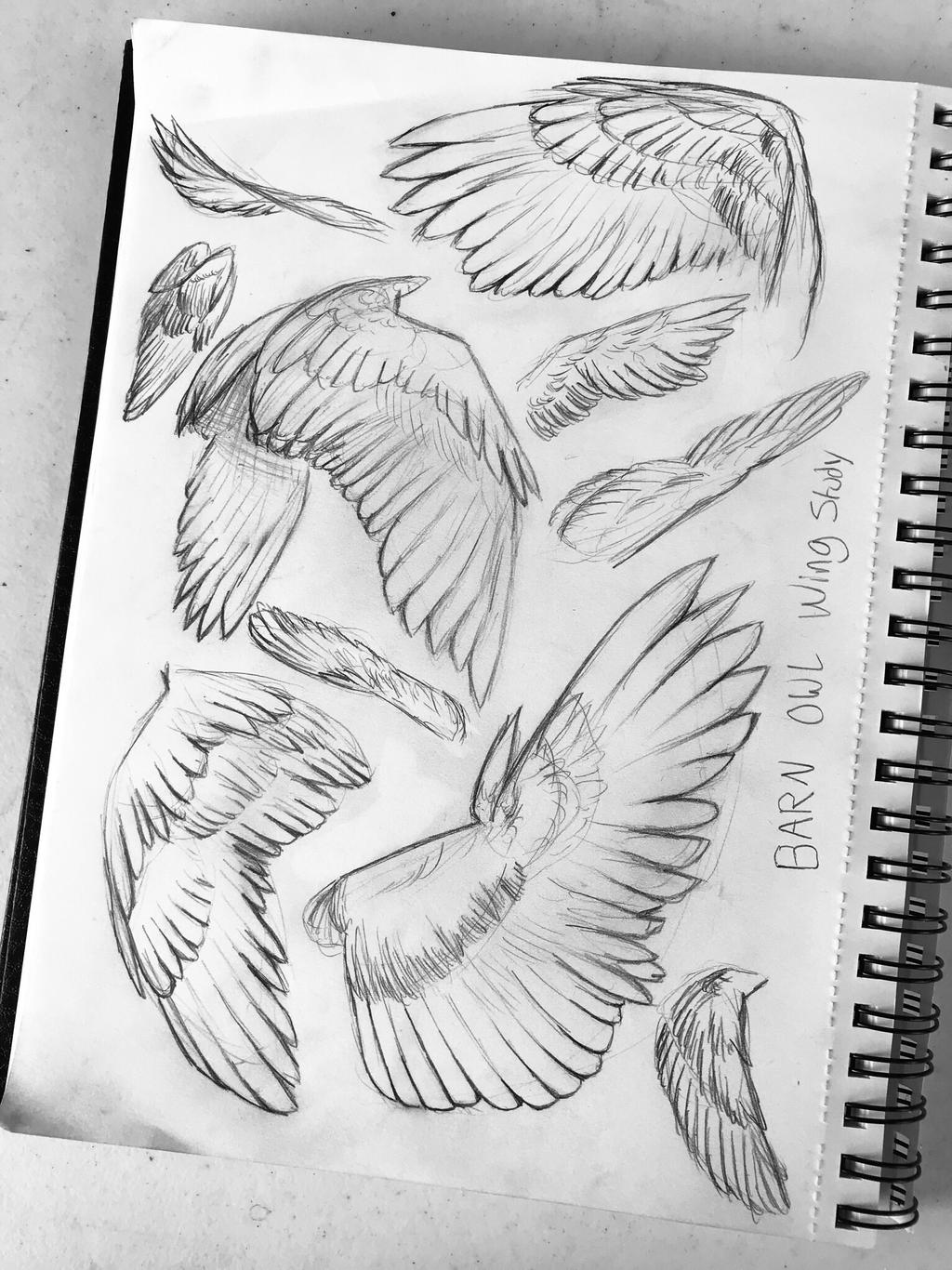 Barn Owl Wing Study