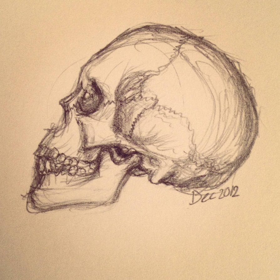 Skull sketch