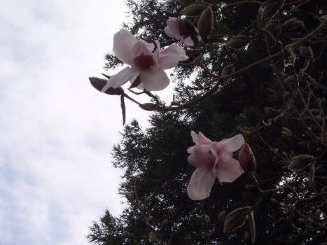 Magnolia Blossoms