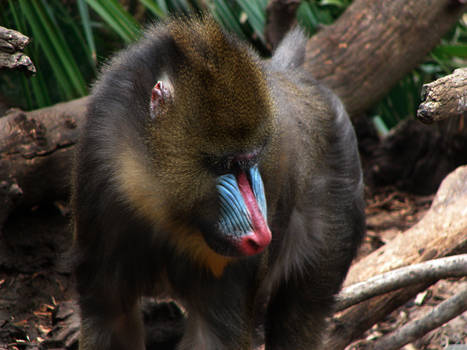 Mandrill