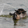 Musk Duck Splash 2