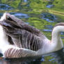 Swan Goose