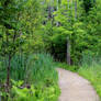 Path Through The Reeds