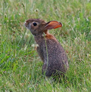 Tiny Bunny