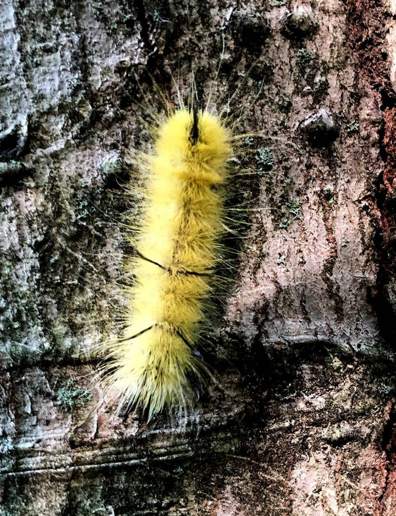 Fuzzy Yellow Fuzzy Yellow by PennysPeanutGallery on DeviantArt