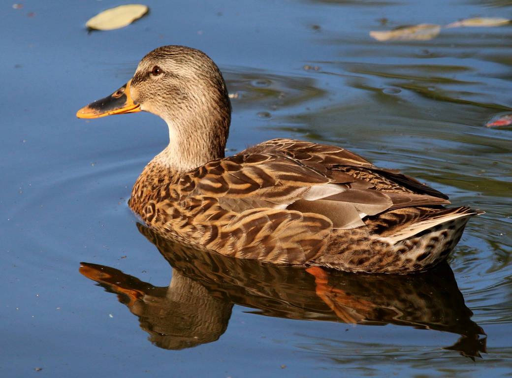Beautiful Duck by PennysPeanutGallery on DeviantArt