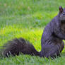 Black Squirrel