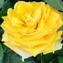 Yellow Rose