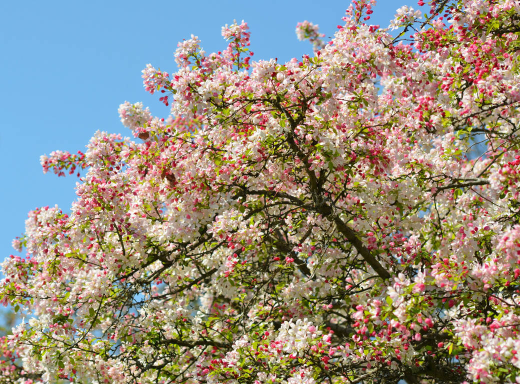 Find Spring Bloom Spring Bloom by PennysPeanutGallery on DeviantArt