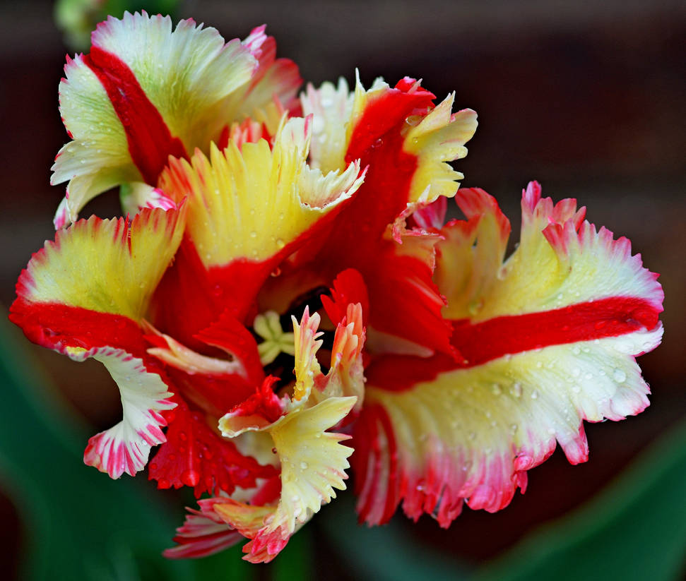 Ruffled Tulip by PennysPeanutGallery on DeviantArt