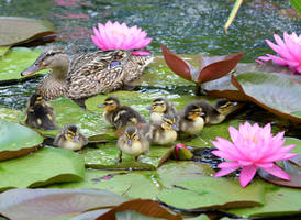 Ducklings At The Nature Realm