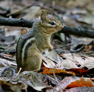 Chippie At The Nature Realm