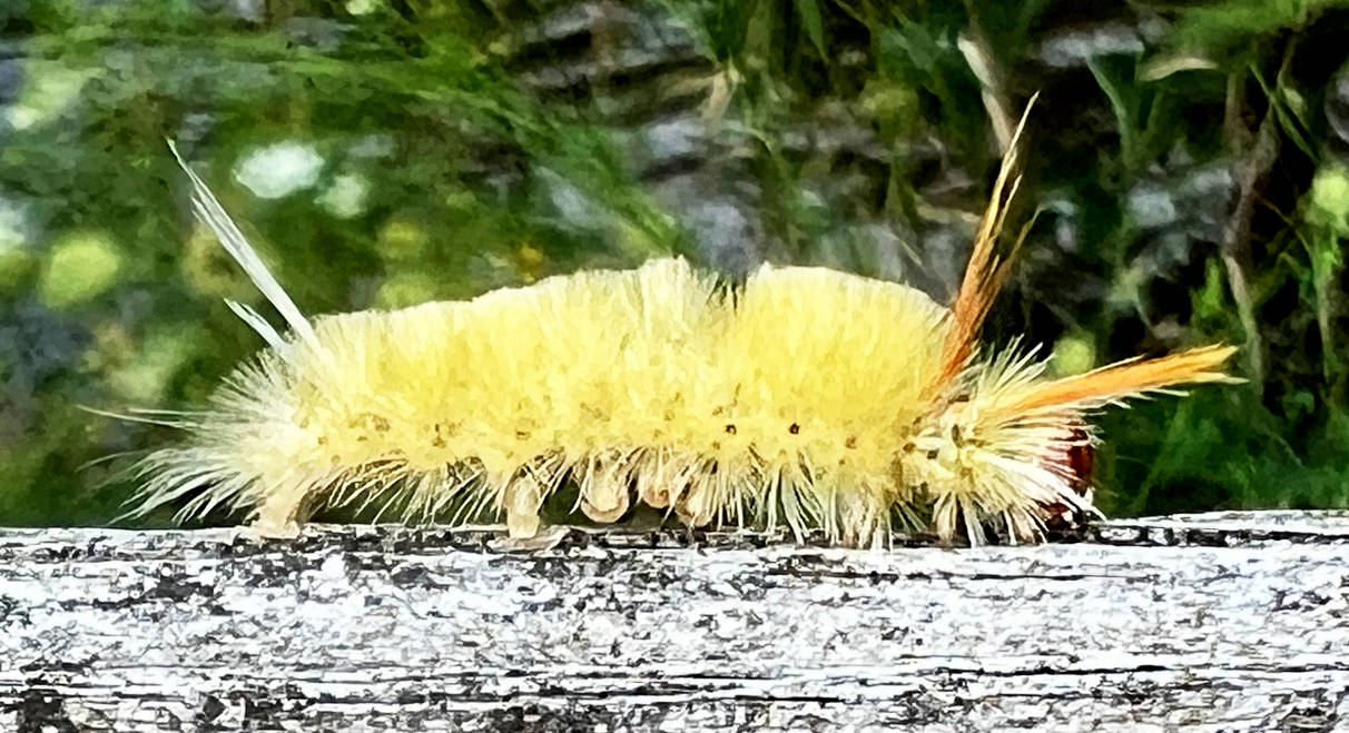 Caterpillar