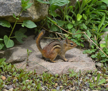 Tiny Chippie At The Nature Realm