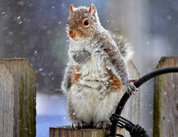 Alberta Clipper Squirrel (2014)