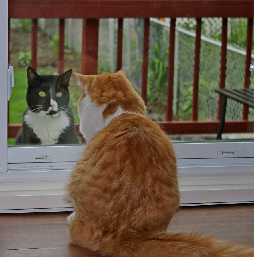 Visiting With ZeeBee by PennysPeanutGallery on DeviantArt