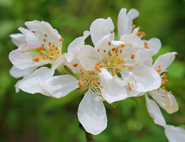 Spring At The Nature Realm