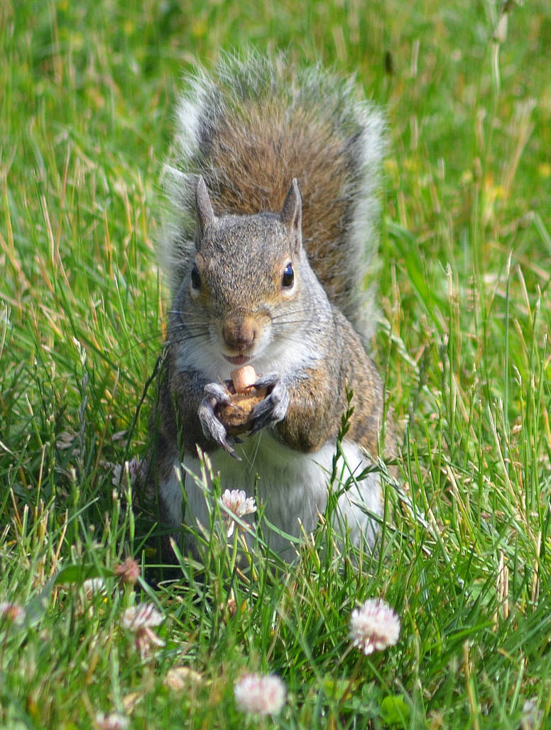 Peanuts! by PennysPeanutGallery on DeviantArt