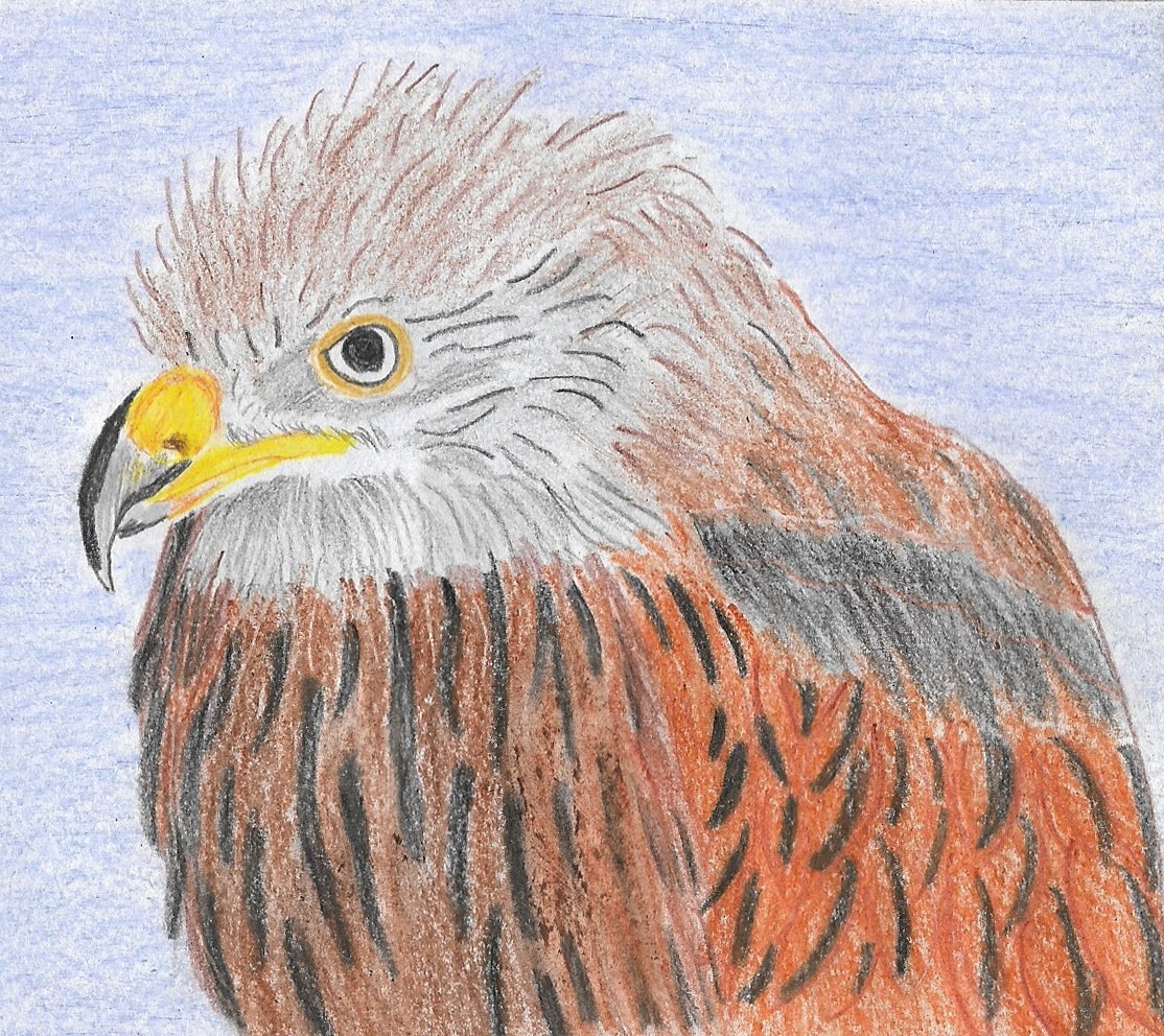 Red Kite By PennysPeanutGallery On DeviantArt red-kite-by-pennyspeanutgallery-on-deviantart