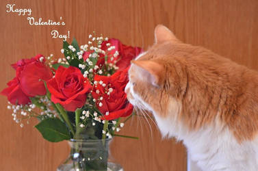 Happy Valentine's Day