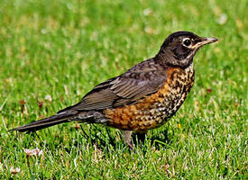 Fledgling