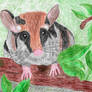 Garden Dormouse