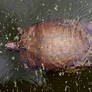 Turtle Swimming At The Nature Realm