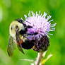 Bee At Tallmadge Meadows