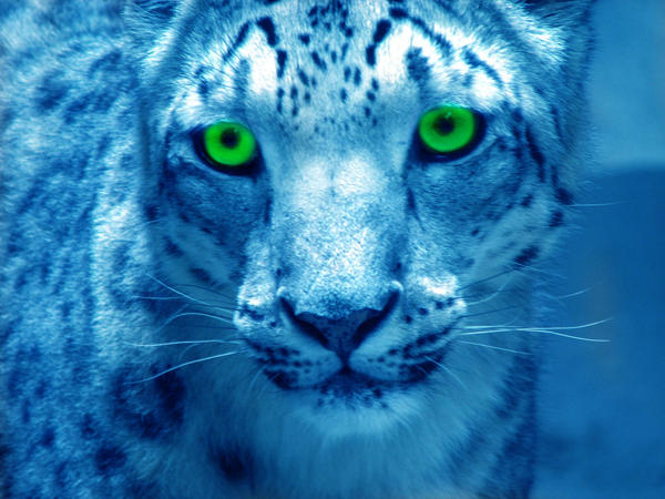 ocean leopard by RooCouture on DeviantArt