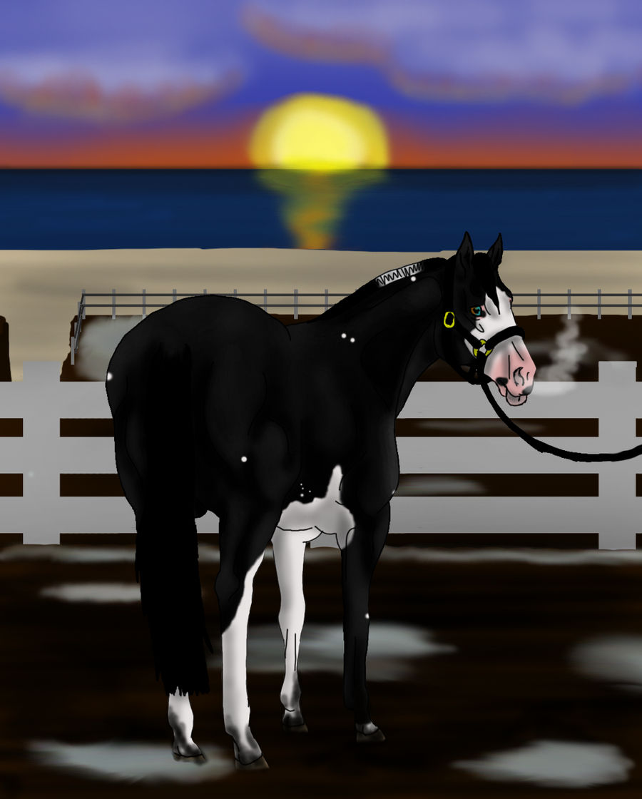 Newfoundland's Annual Show Stallion Halter Player