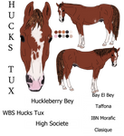 WBS Hucks Tux **old reff** by happy-horse-for-life