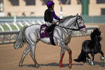 The Win Of The Century by happy-horse-for-life