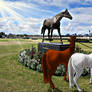 Meeting Makybe Diva