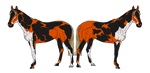 WBS Don't Play Koi With Me by happy-horse-for-life