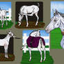 Ghost Mandatory Foal Training Course