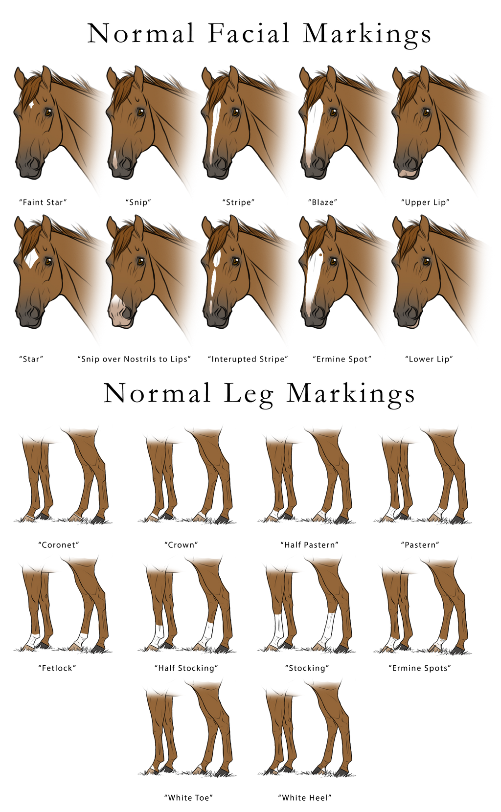 Horse Markings Chart at Herman Stpierre blog