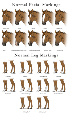 Normal Facial and Leg Markings