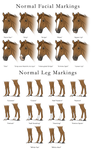Normal Facial and Leg Markings by happy-horse-for-life