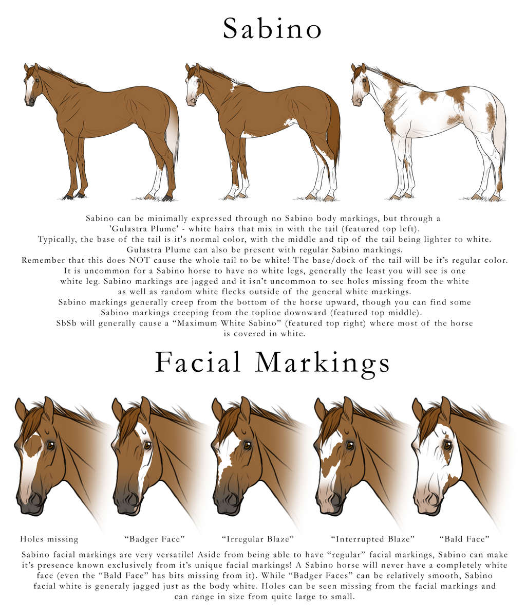 Sabino