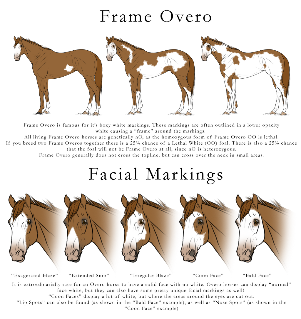 Frame Overo Horse at Stanley Urbina blog