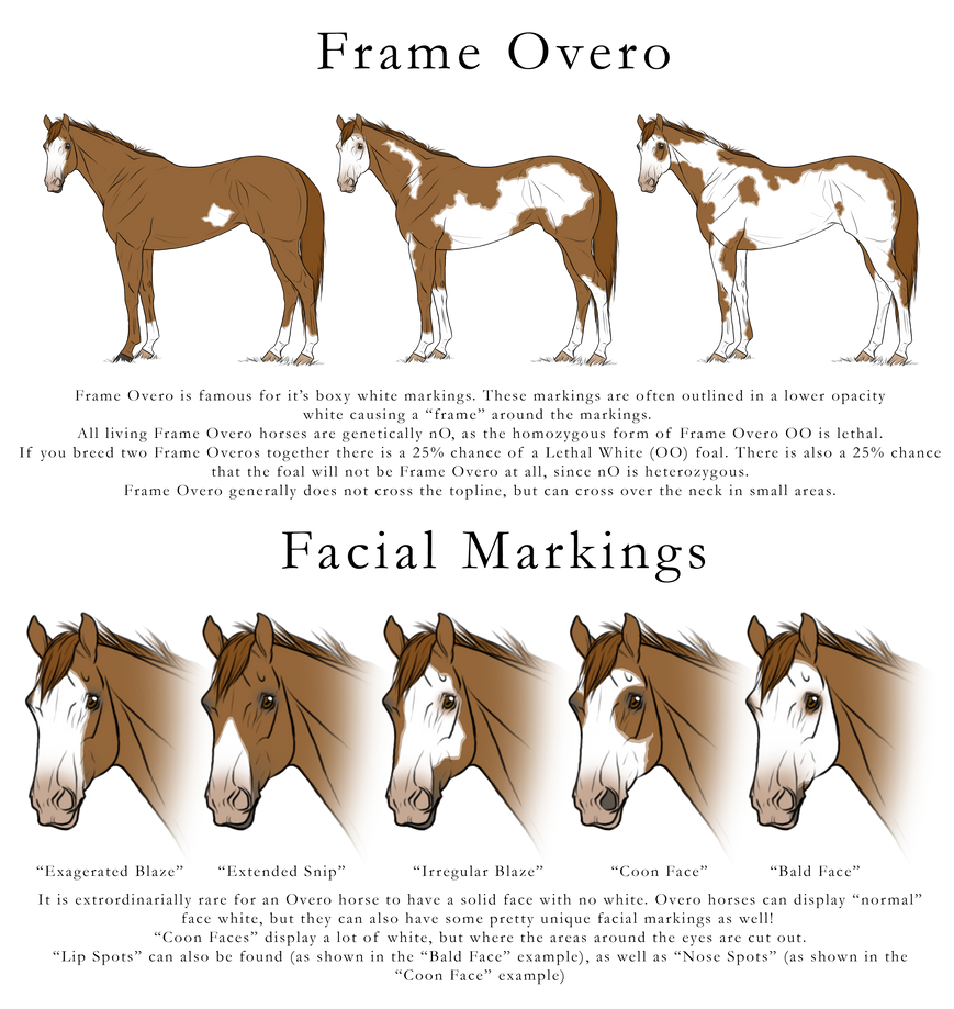 Frame Overo by happy-horse-for-life on DeviantArt