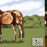 Malibu x Apoca *OPEN Tb Lineage Sale*