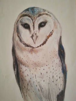 Barn Owl