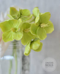 Clay hellebores