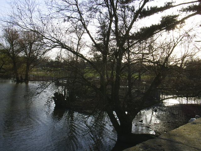 Mistley River with Overhanging tree