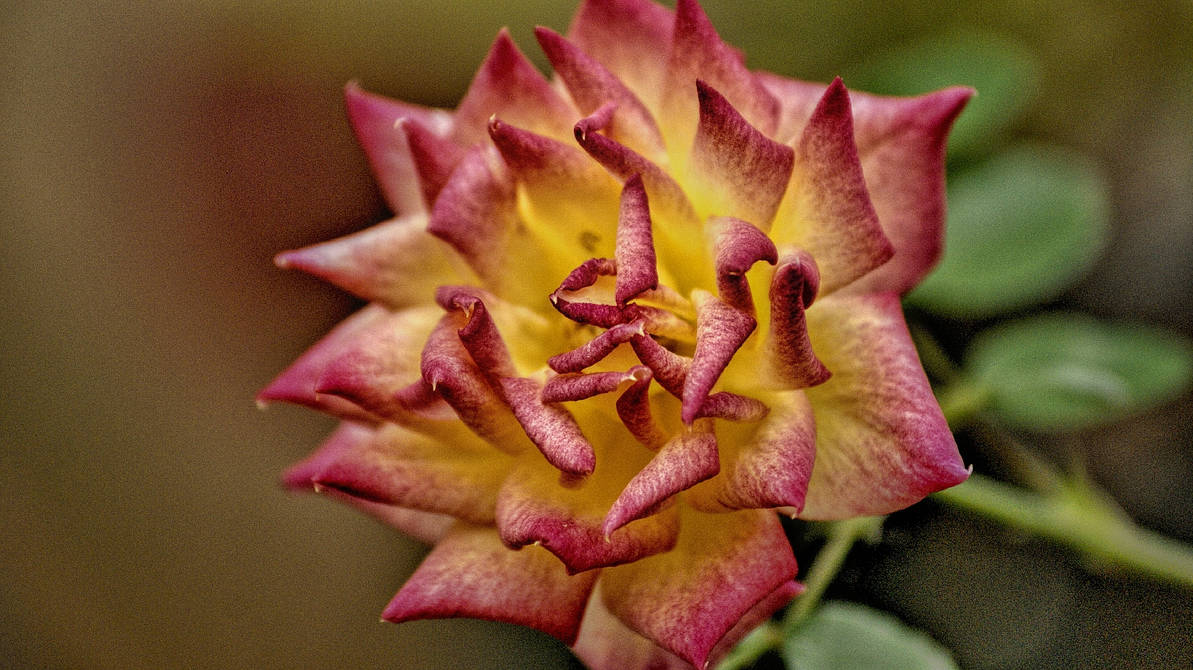 Pink tip Rose by Mikew92 on DeviantArt